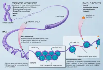 এপিজেনেটিক্স (Epigenetics), কাজী আজম